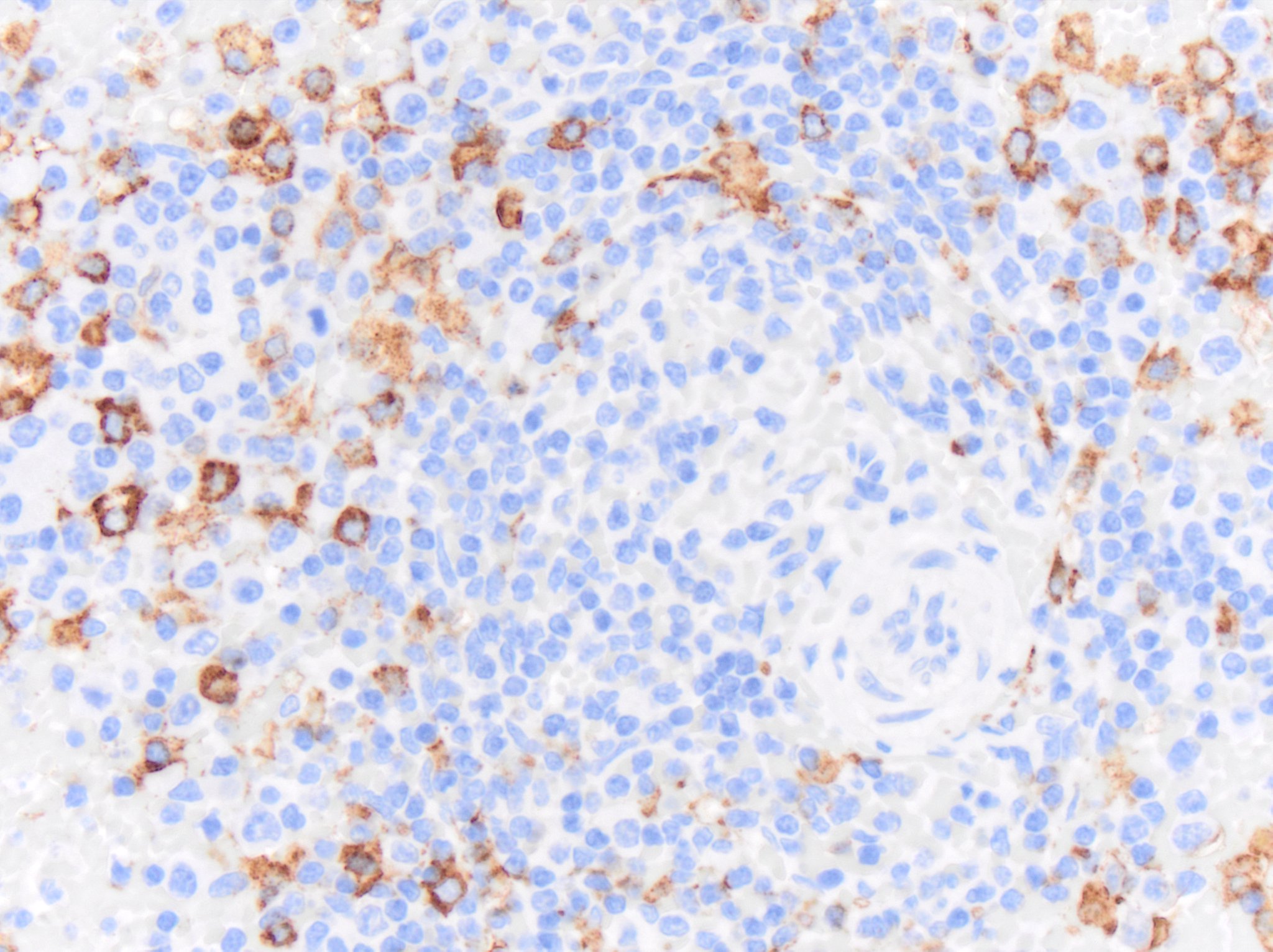 CD163 Antibody (EDHu-1) - BSA Free NB110-40686