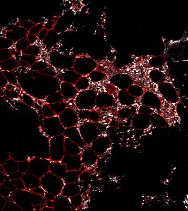 Perilipin Antibody - BSA Free NB110-40760