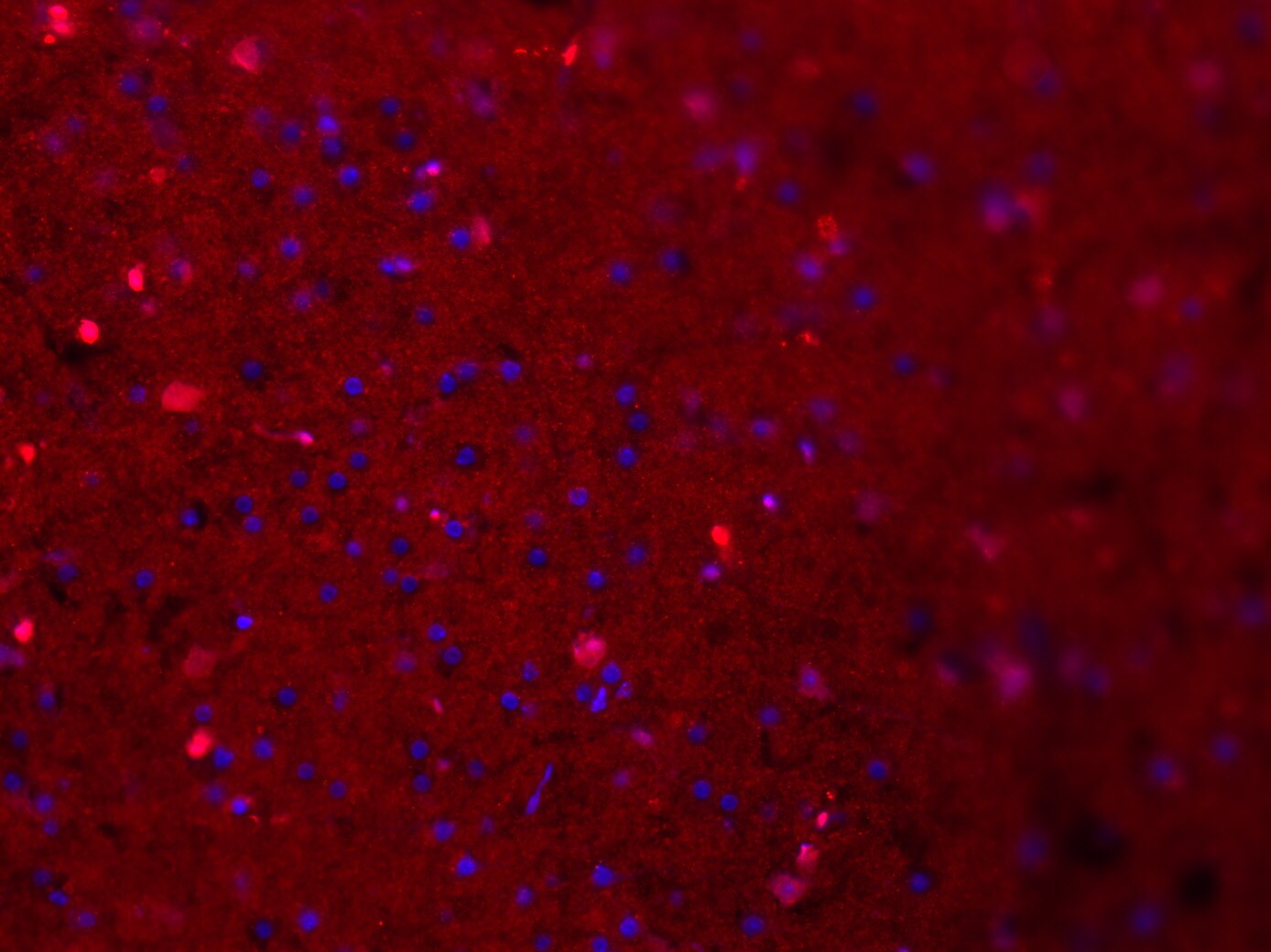 CD11b/c Antibody - BSA Free NB110-40766