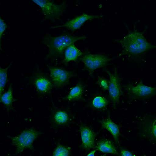 CD11b/c Antibody [FITC] NB110-40766F