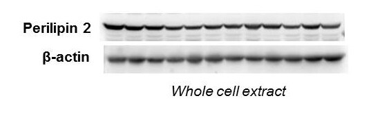 Perilipin-2/ADFP Antibody - BSA Free NB110-40877