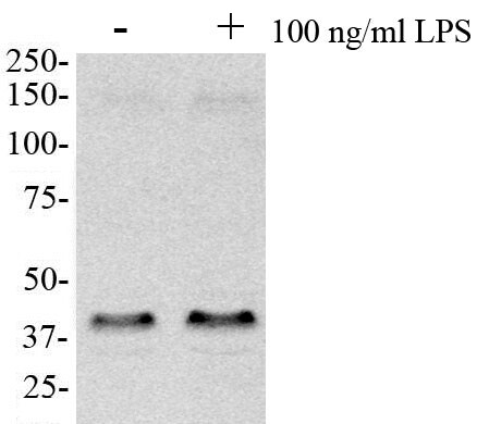 ATG5 Antibody - BSA Free NB110-53818