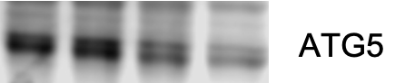 ATG5 Antibody - BSA Free NB110-53818