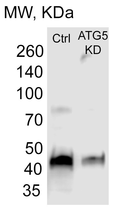 ATG5 Antibody - BSA Free NB110-53818