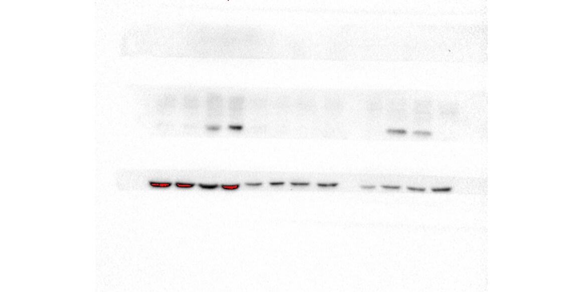 INSIG-1 Antibody - BSA Free NB110-55244