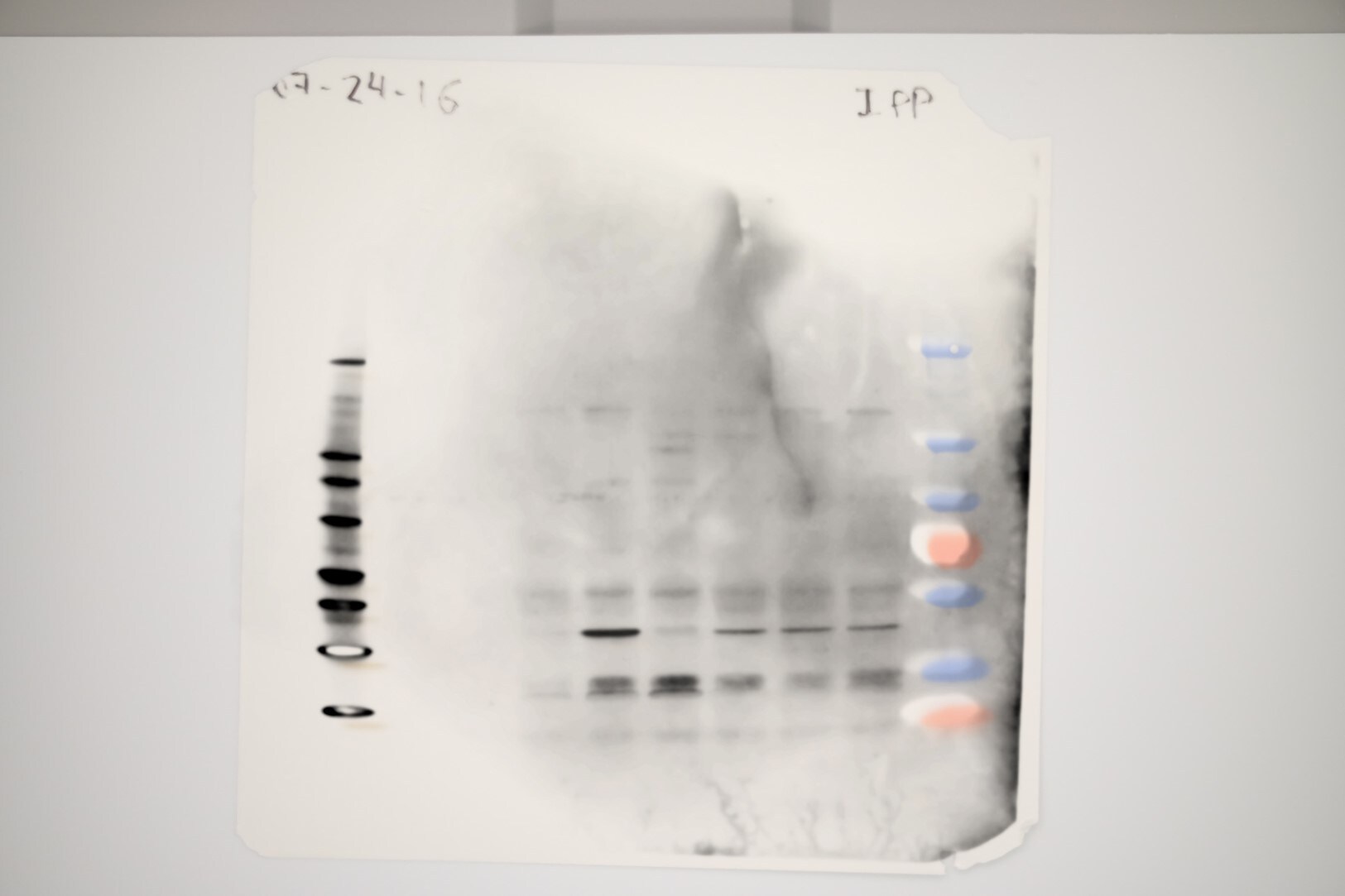 TRF-2 Antibody [HRP] NB110-57130H