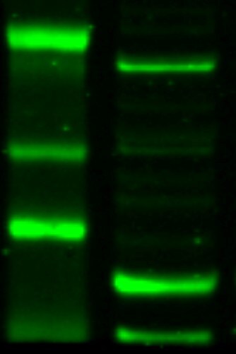 YAP1 Antibody - BSA Free NB110-58358