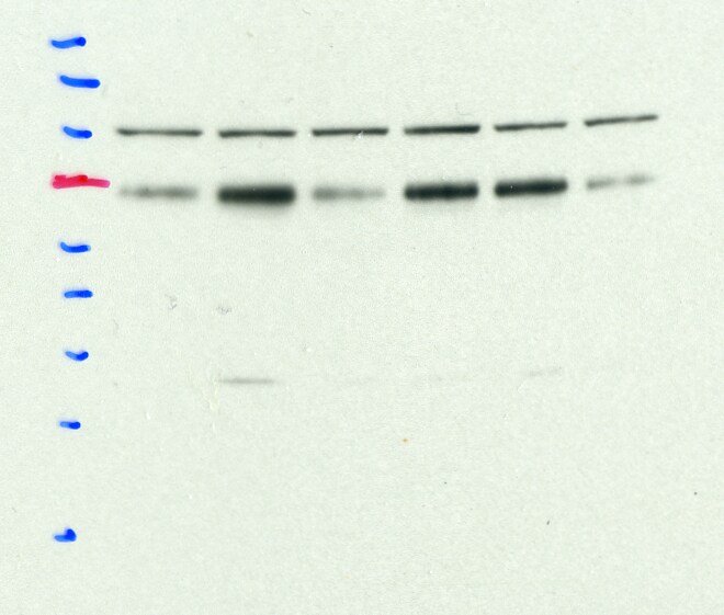 YAP1 Antibody - BSA Free NB110-58358