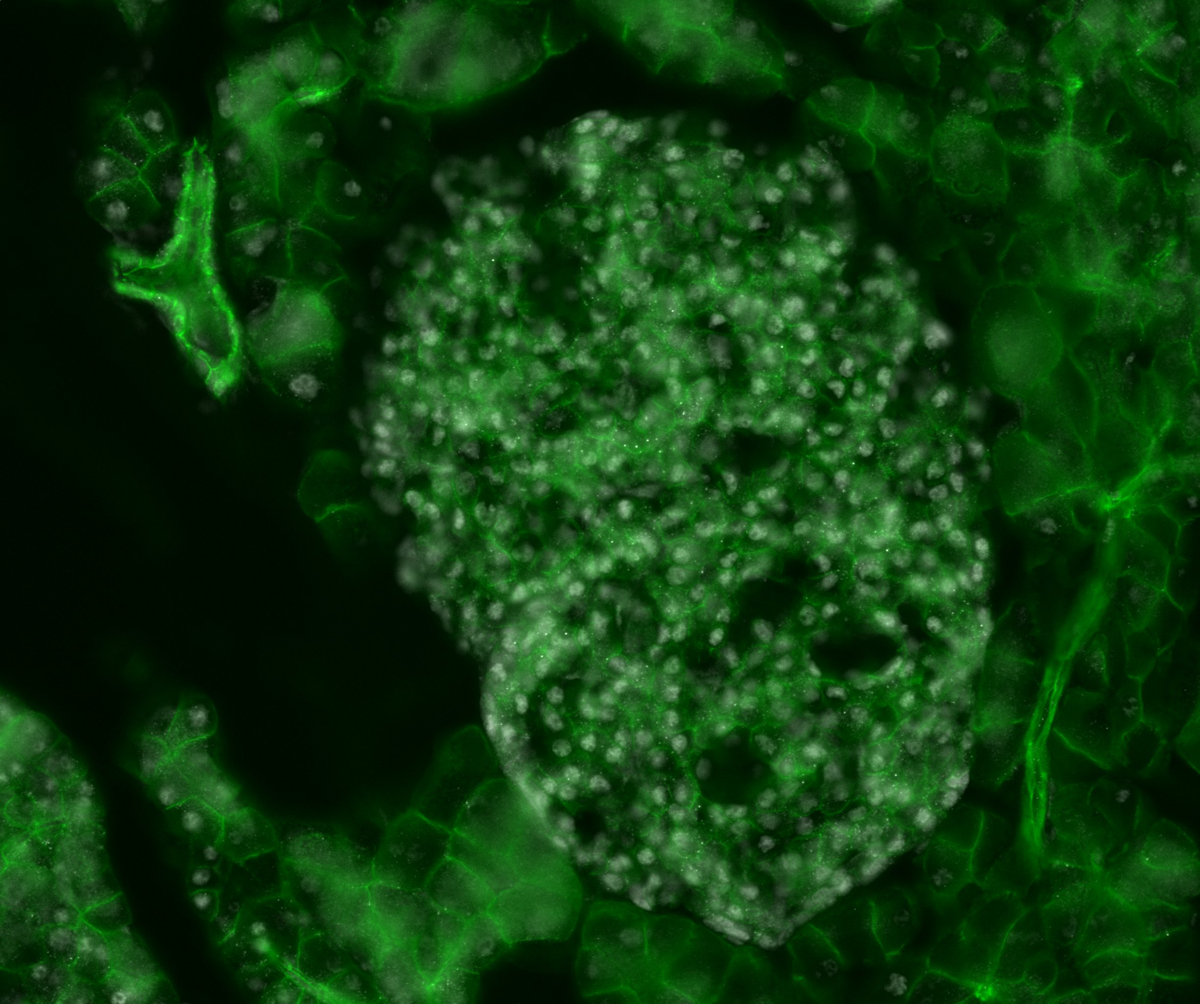 YAP1 Antibody - BSA Free NB110-58358