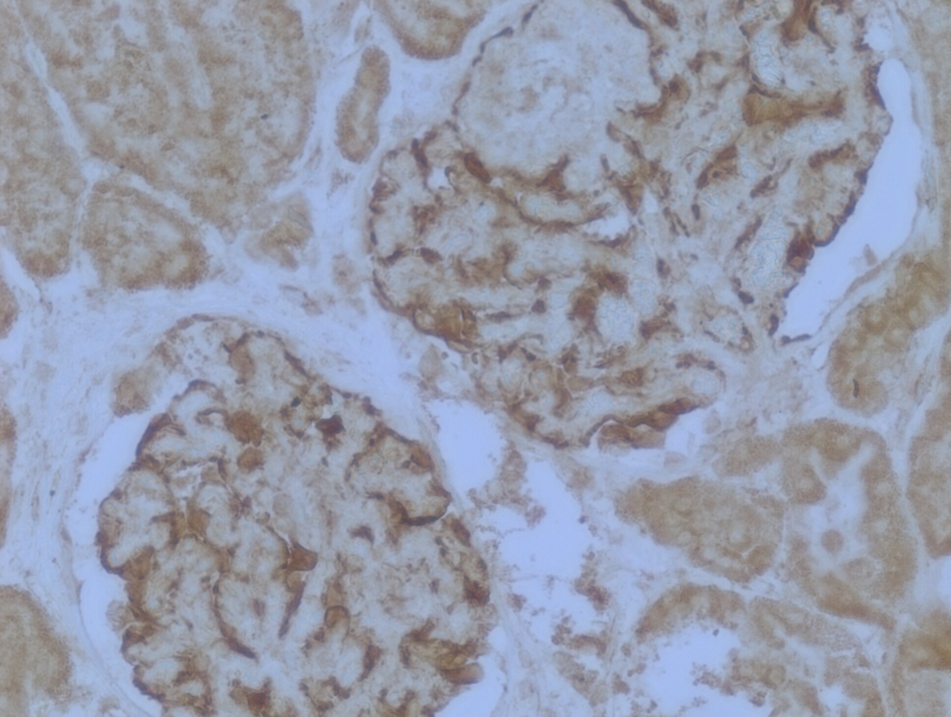 WT1 Antibody (6F-H2) - BSA Free NB110-60011