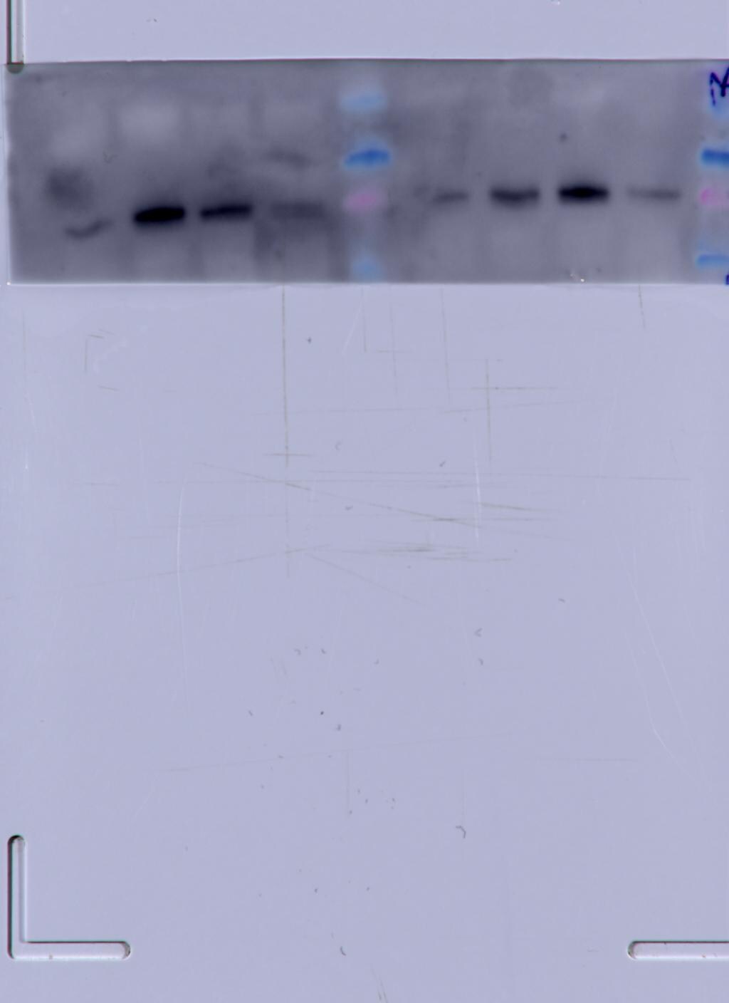 WT1 Antibody (6F-H2) - BSA Free NB110-60011
