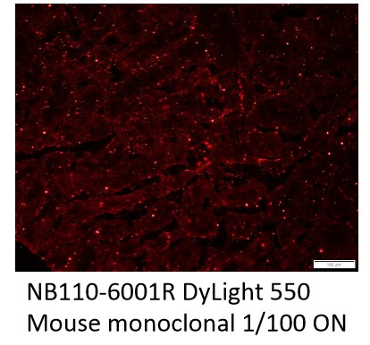 WT1 Antibody (6F-H2) [DyLight 550] NB110-60011R
