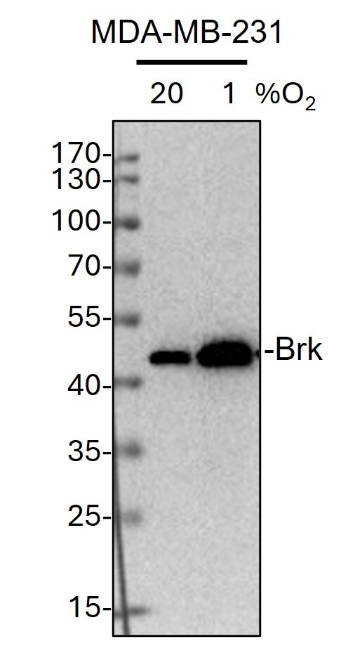 Brk Antibody (2H12B8) NB110-60537