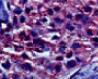 HSP90 beta Antibody (H9010) - BSA Free NB110-61640