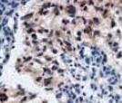HSP90 beta Antibody (H9010) - BSA Free NB110-61640