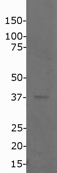 NPM1 Antibody - BSA Free NB110-61646