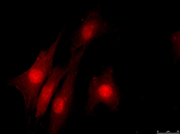 NPM1 Antibody - BSA Free NB110-61646