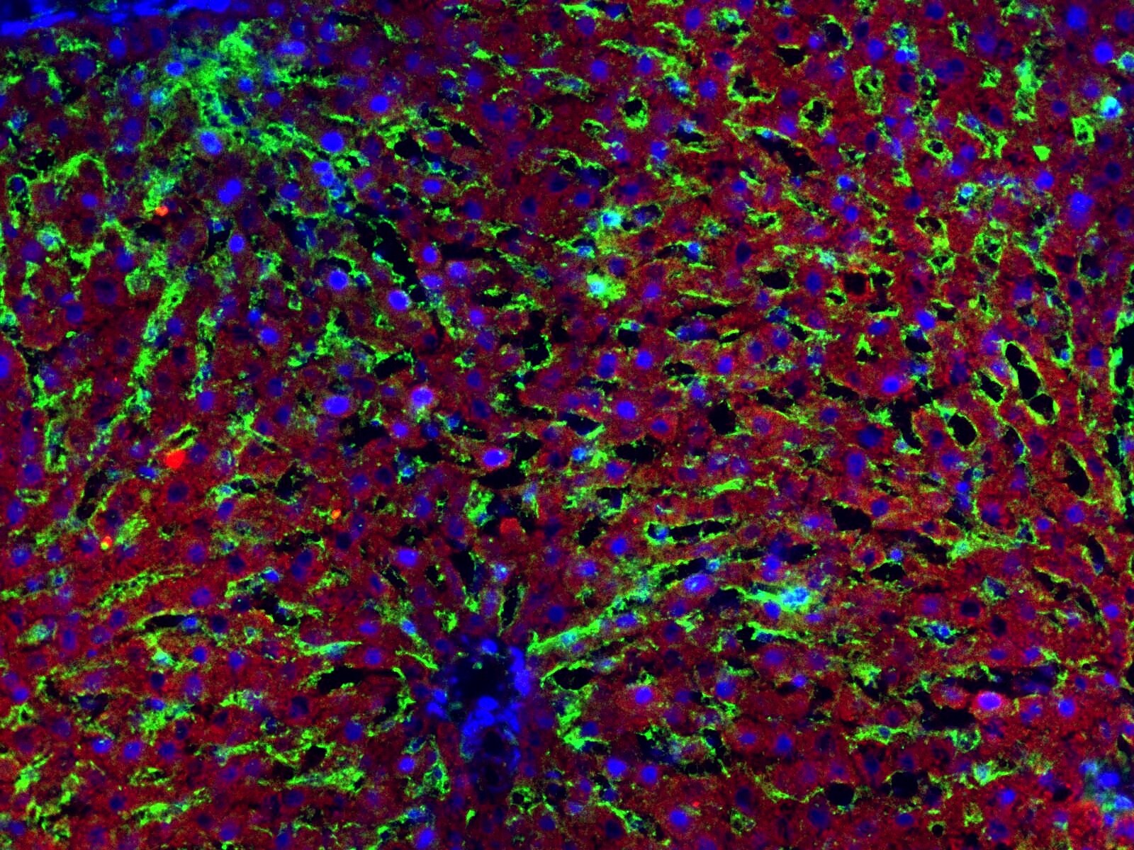 Hepatic Sinusoidal Endothelial Cells Antibody (SE-1) - BSA Free NB110-68095