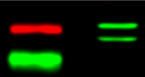 HAP1 Antibody (1B6) - BSA Free NB110-74569