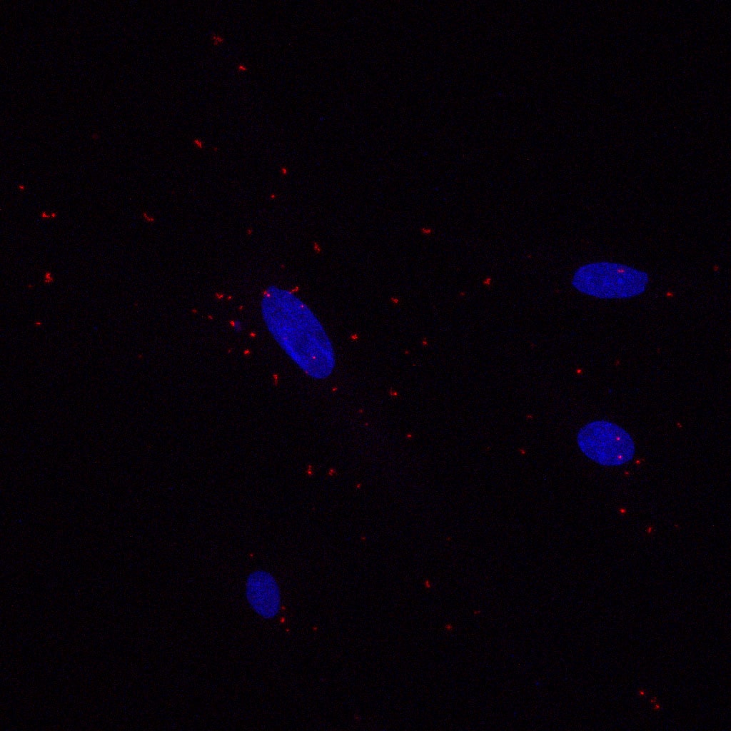 SG2NA Antibody (S68) - BSA Free NB110-74572