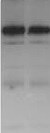 NHE3/SLC9A3 [p Ser605] Antibody (10A8) [HRP] NB110-74678H