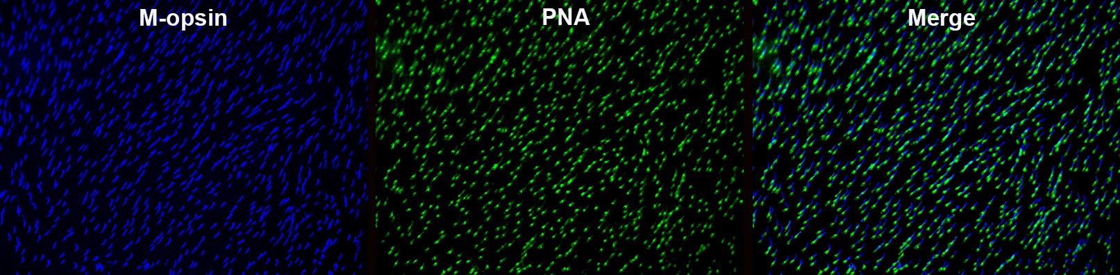 Opsin 1 (Medium Wave) Antibody NB110-74730