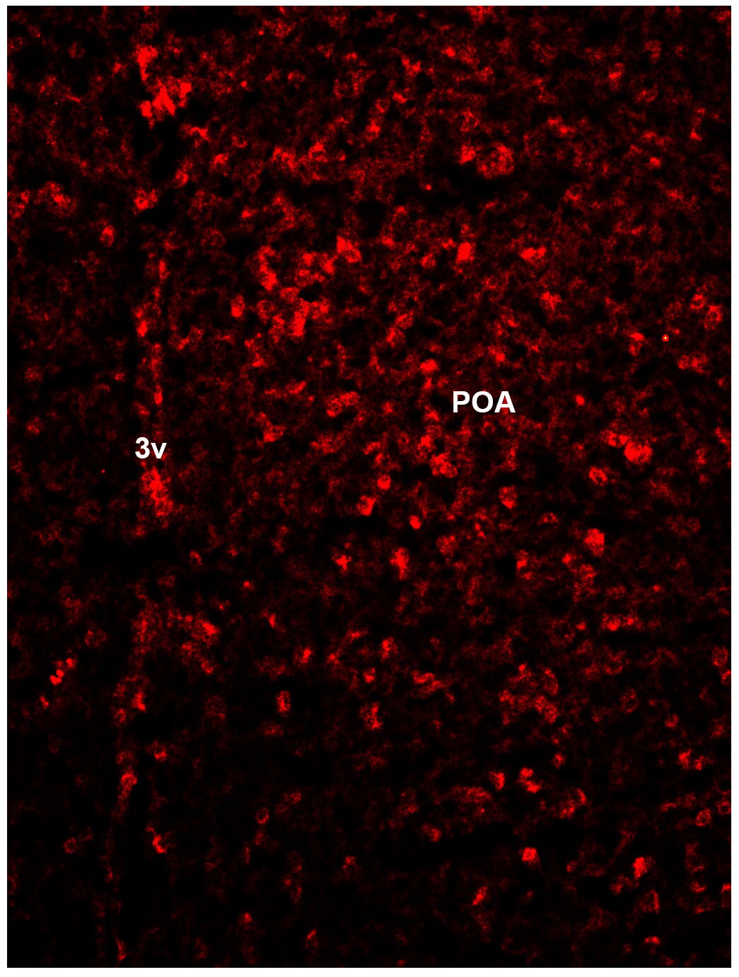 c-Fos Antibody NB110-75039
