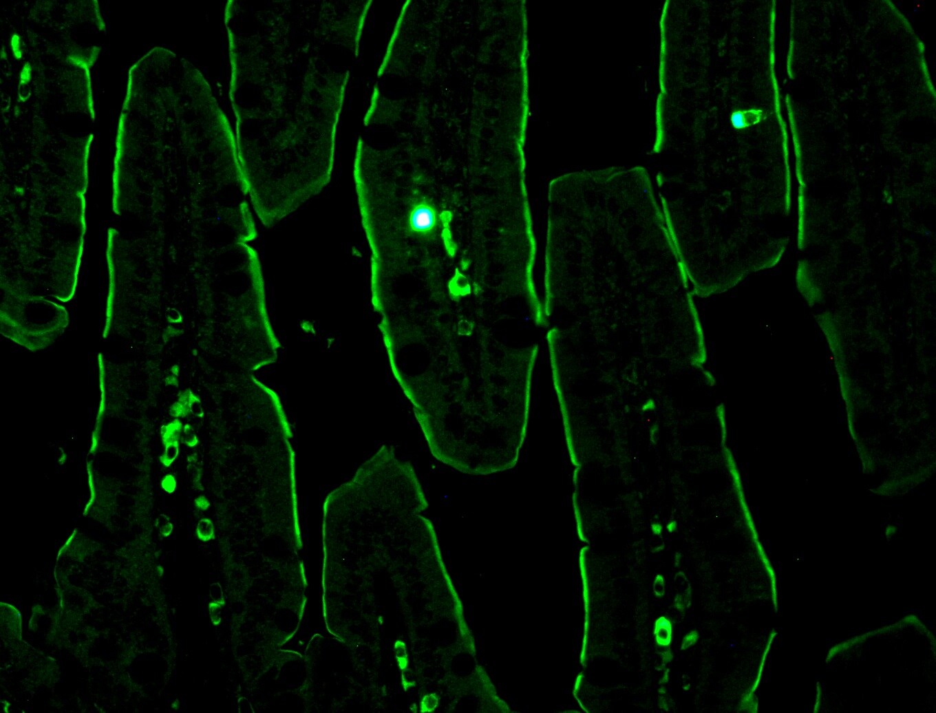 NHE3/SLC9A3 [p Ser552] Antibody (14D5) - BSA Free NB110-81529