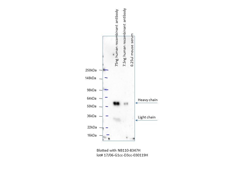 Mouse anti-Human IgG Fc Secondary Antibody (3D3cc) [HRP] NB110-8347H