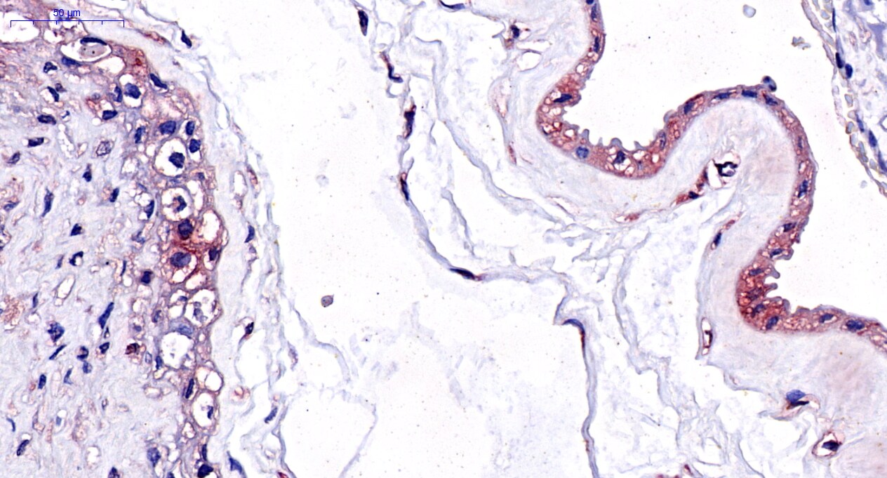 CEBP Delta Antibody - BSA Free NB110-85519
