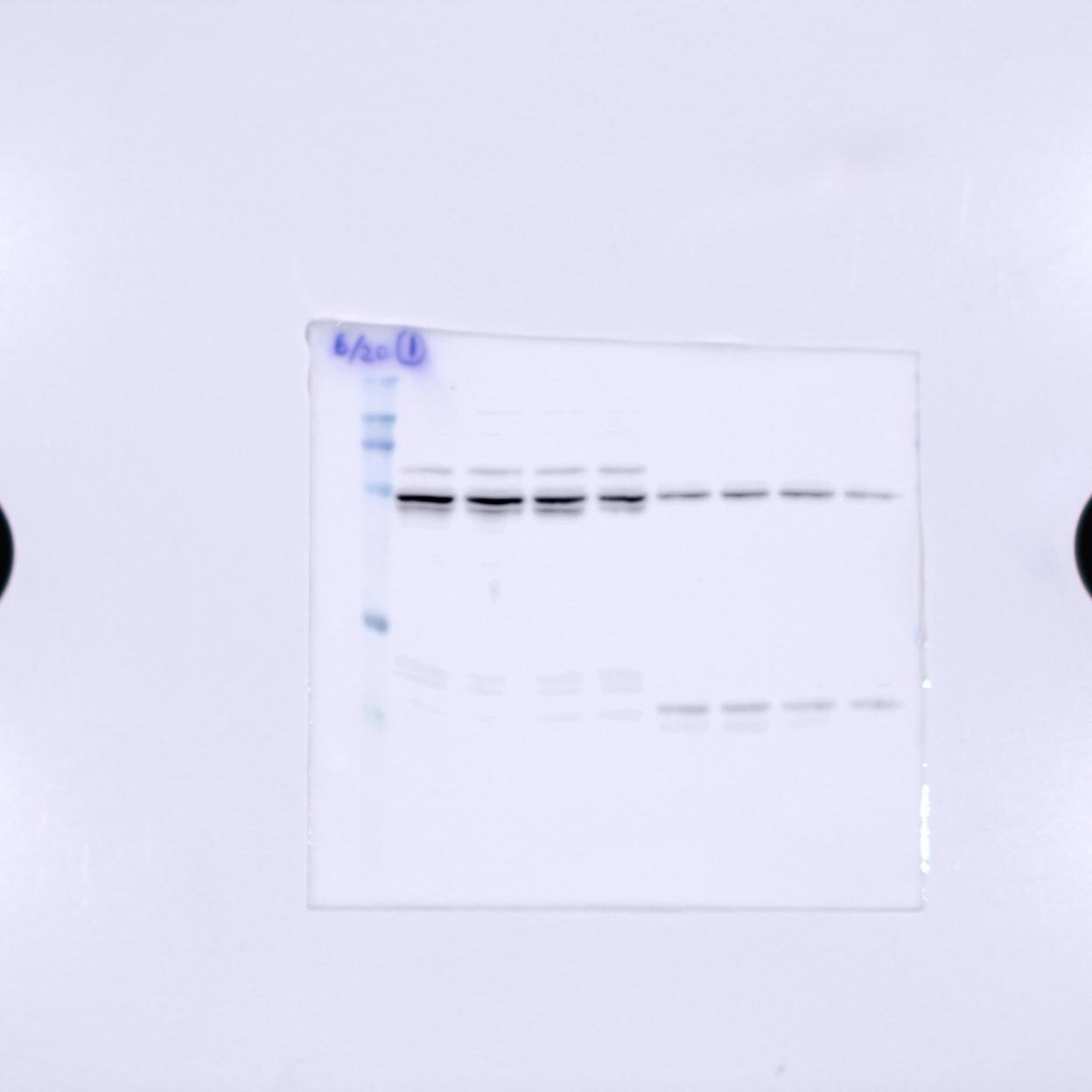 VPS34 Antibody NB110-87320