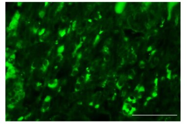 CD11b Antibody - BSA Free NB110-89474