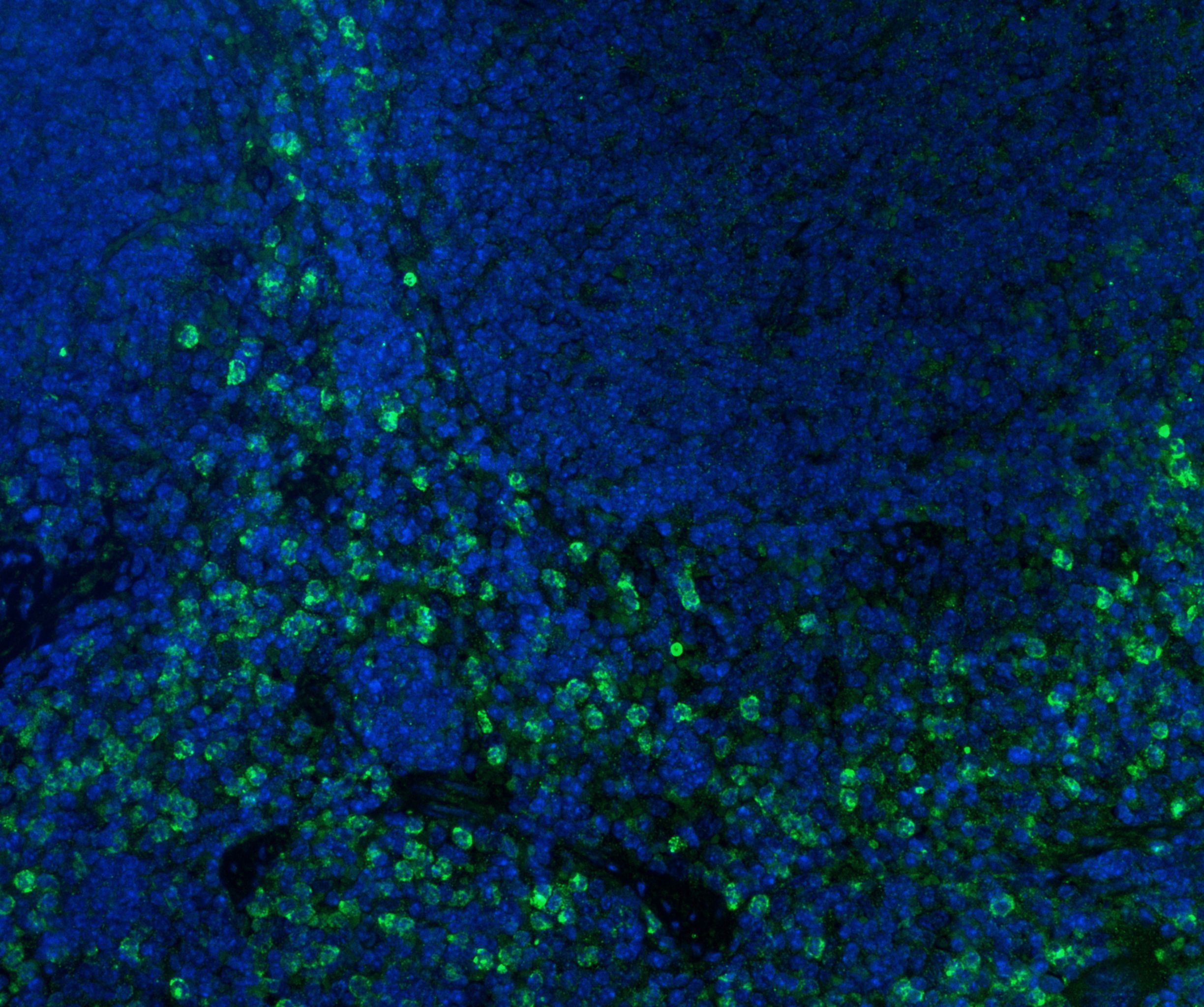 CD11b Antibody - BSA Free NB110-89474