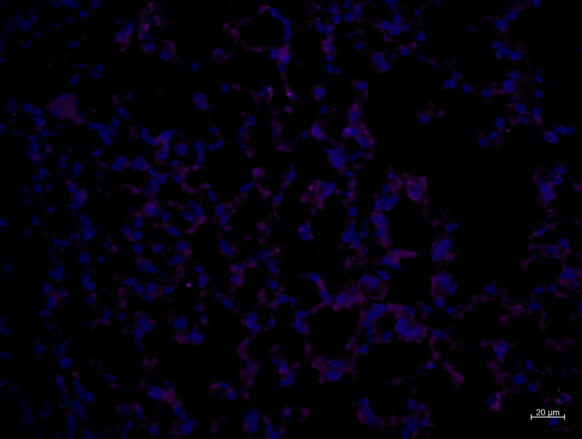 CD11b Antibody - BSA Free NB110-89474