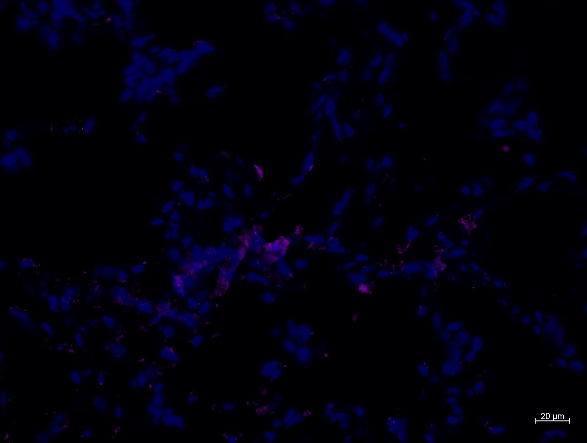 CD11b Antibody - BSA Free NB110-89474