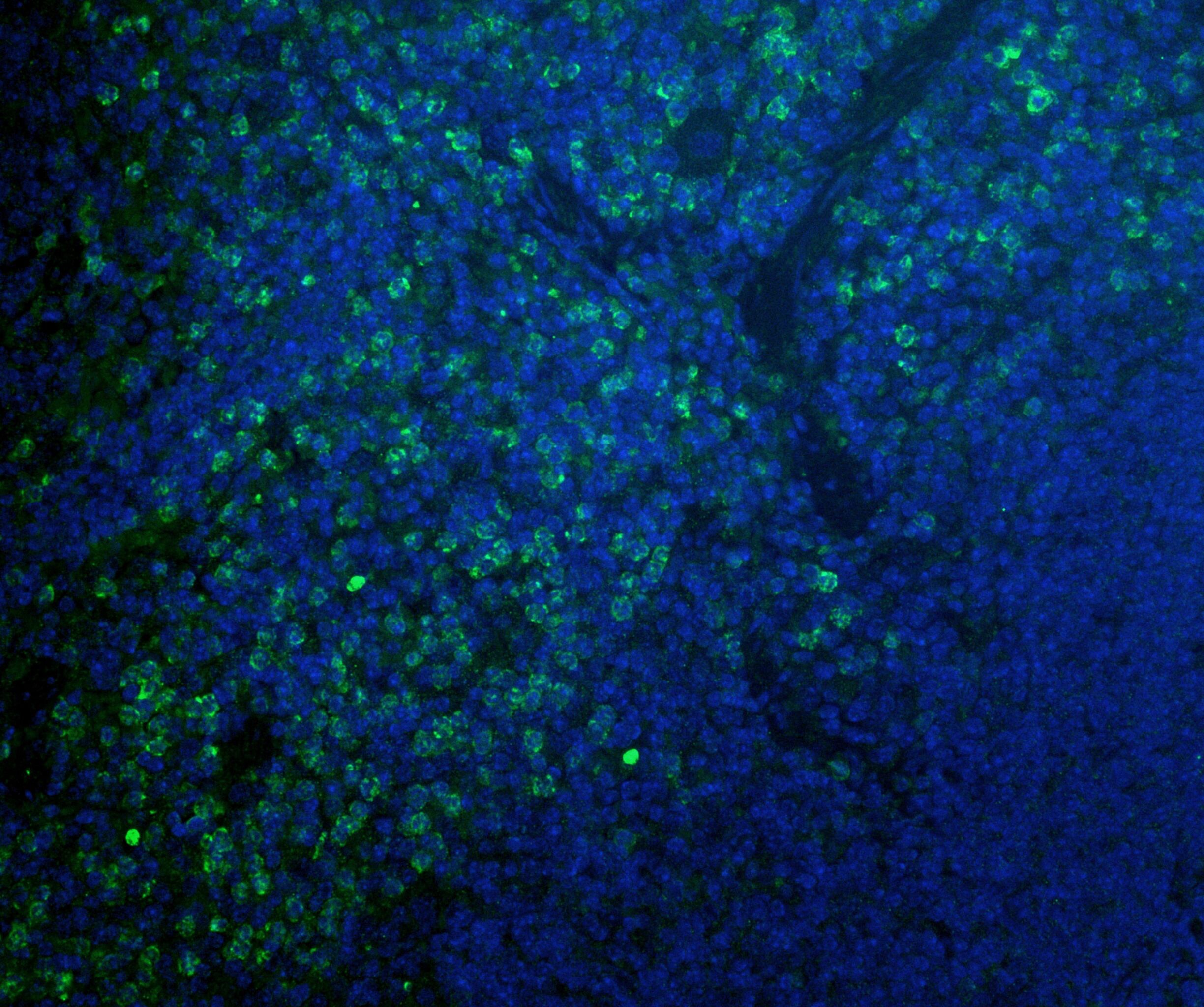 CD11b Antibody - BSA Free NB110-89474