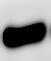 CD11b Antibody - BSA Free NB110-89474