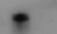 CD11b Antibody - BSA Free NB110-89474