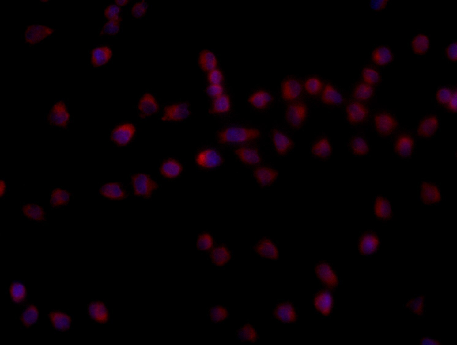CD11b Antibody - BSA Free NB110-89474