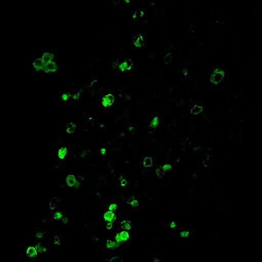 CD11b Antibody [Alexa Fluor® 488] NB110-89474AF488