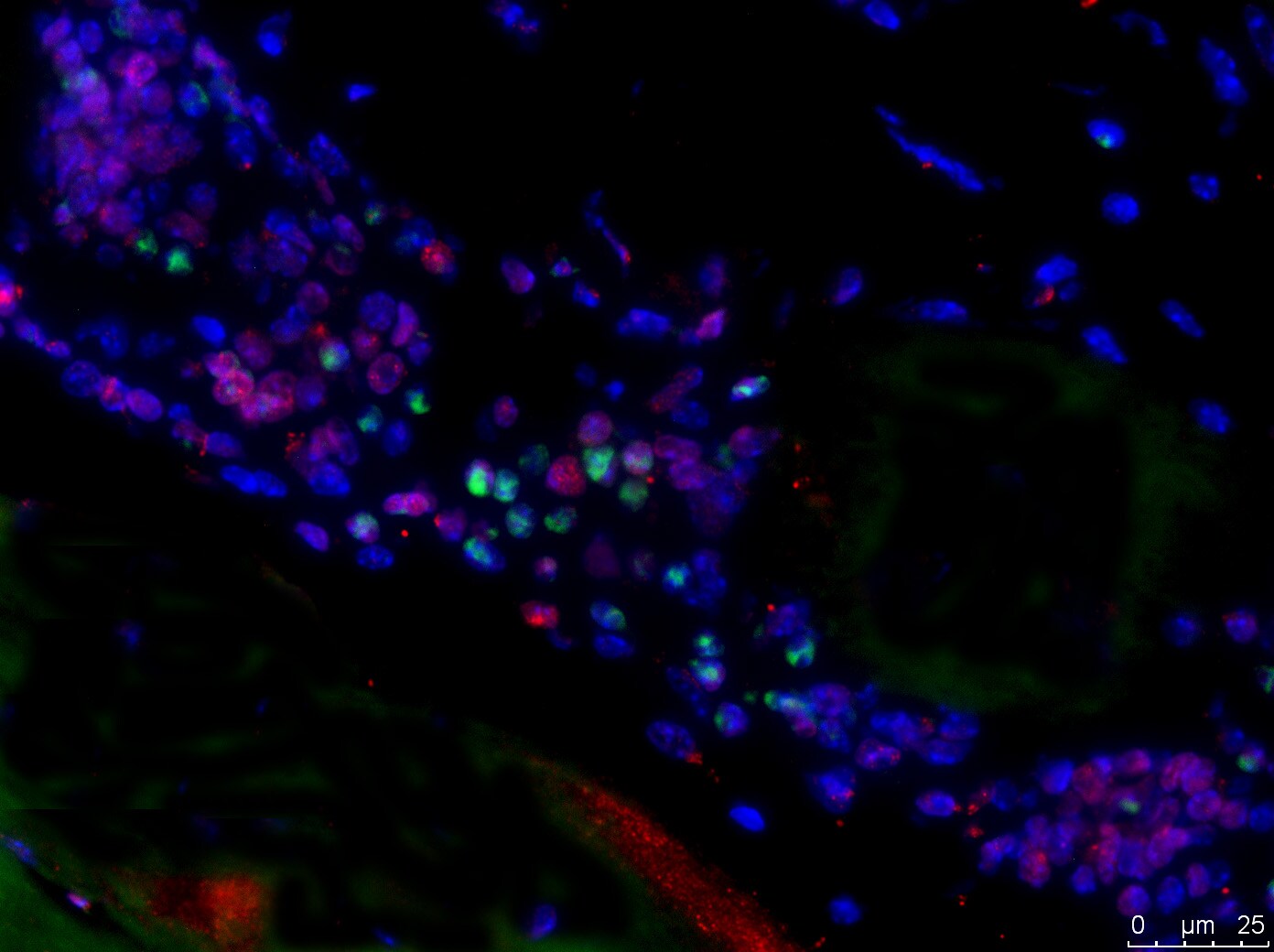 Ki67/MKI67 Antibody - BSA Free NB110-89719