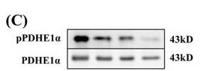 Pyruvate Dehydrogenase E1-alpha subunit [p Ser293] Antibody - BSA Free NB110-93479