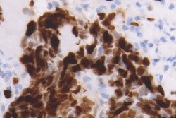 Flt-3/Flk-2/CD135 Antibody (12B6) - Azide and BSA Free NB110-94155