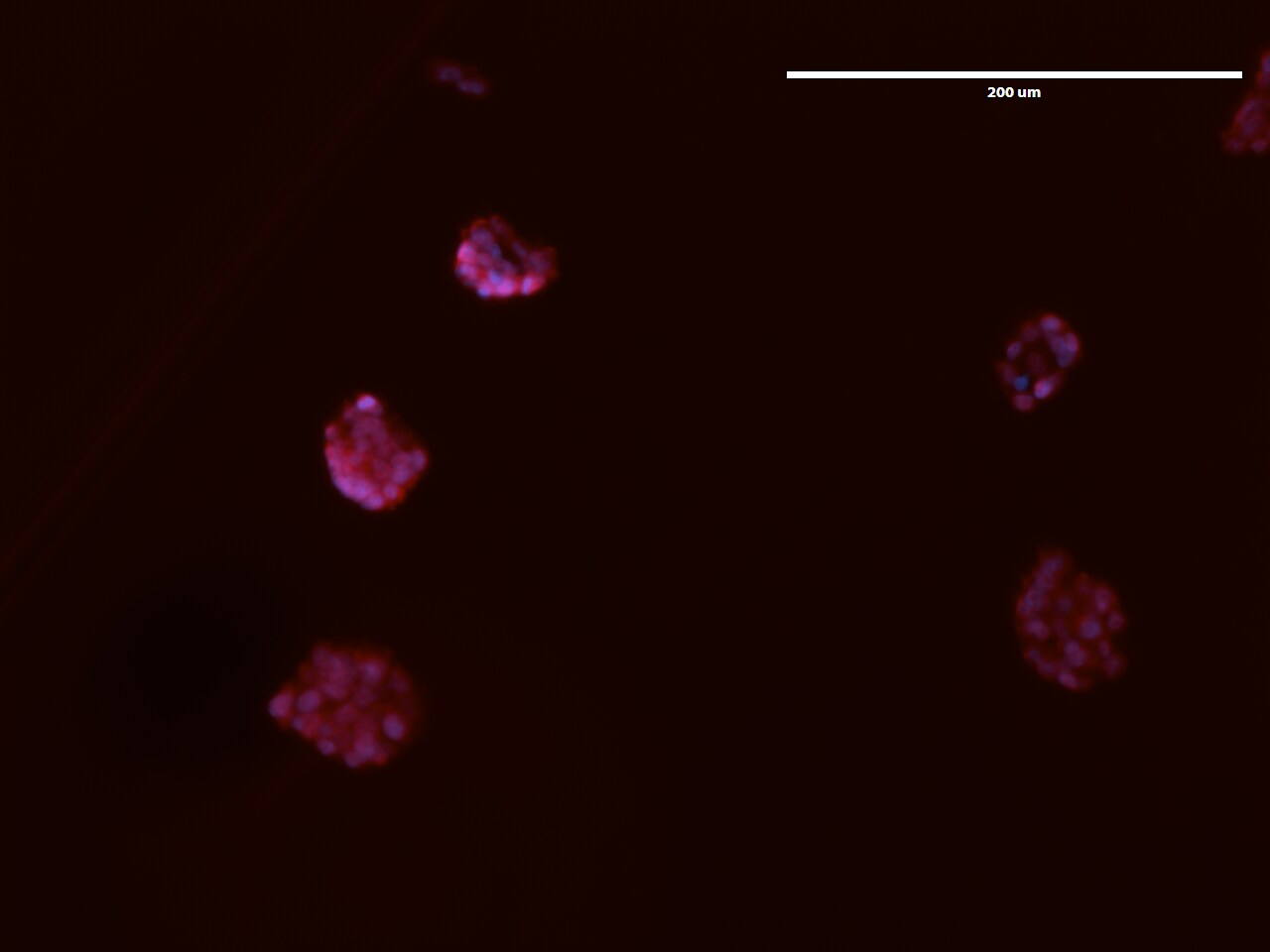 MAT2A Antibody - BSA Free NB110-94158