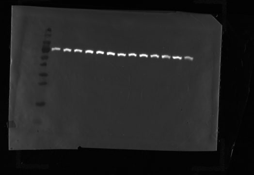 HSP70/HSPA1A Antibody (BB70) - BSA Free NB110-96427
