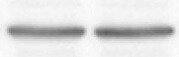 TOMM22 Antibody (1C9-2) NB120-10436