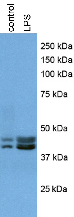 Caspase-11 Antibody (17D9) - BSA Free NB120-10454