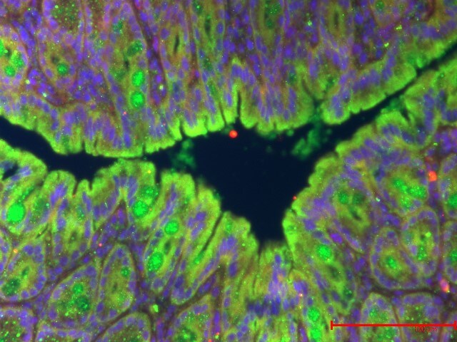 MUC2 Antibody (996/1) - BSA Free NB120-11197