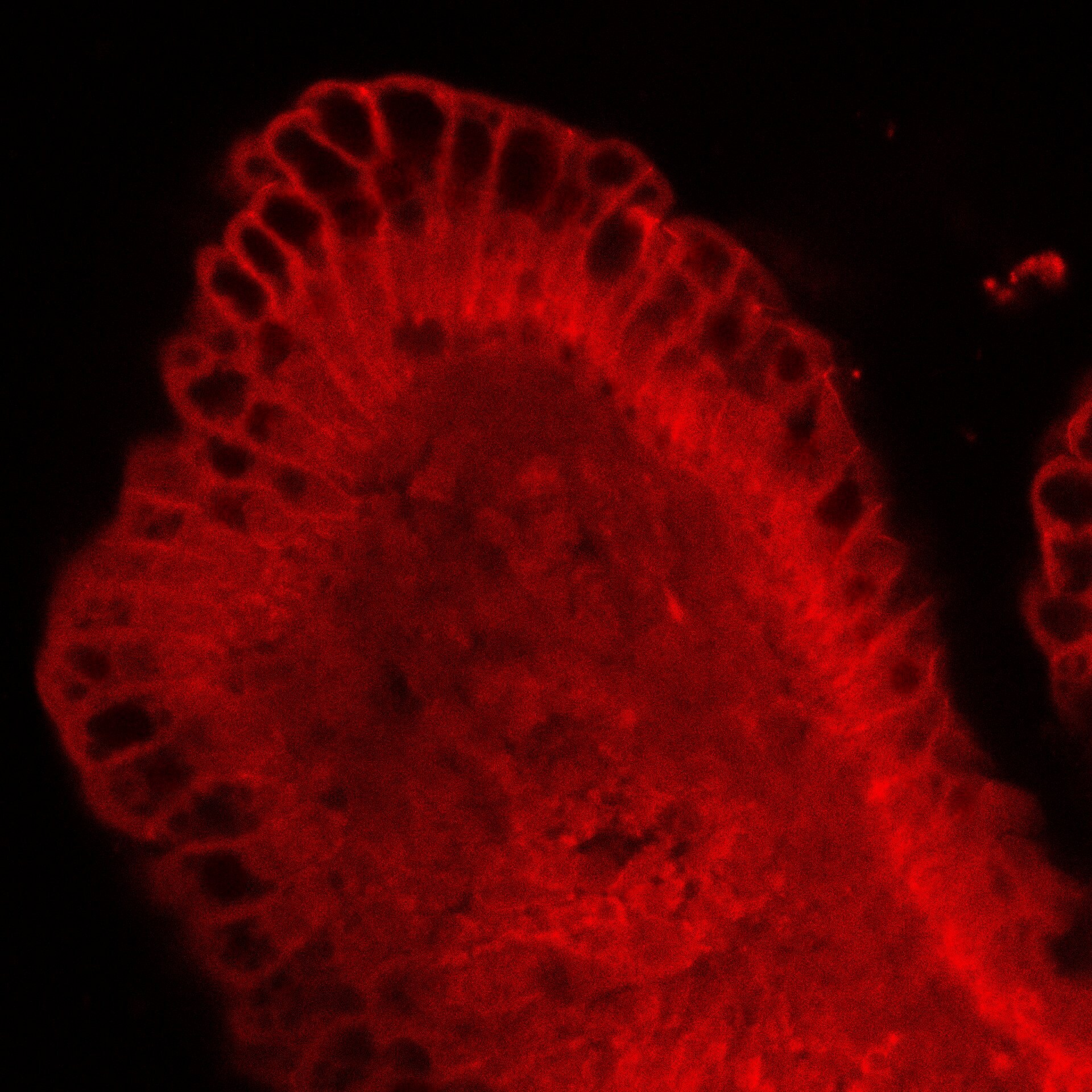 E-Cadherin Antibody (DECMA-1) NB120-11512