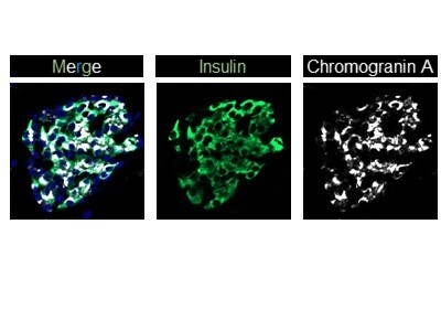 Chromogranin A Antibody - BSA Free NB120-15160